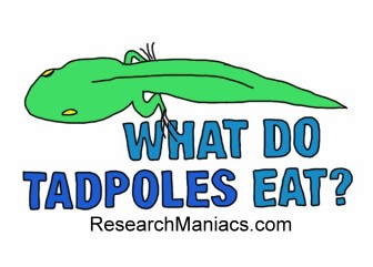 What do Tadpoles Eat?
